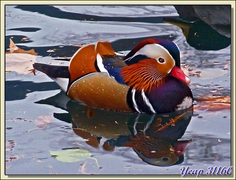 Canard Mandarin en quête de sa Mandarine - Lac des Thermes - Bagnères-de-Luchon - 31