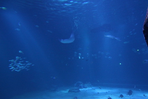 Nausicaa, l'aquarium de Boulogne-sur-Mer (62)