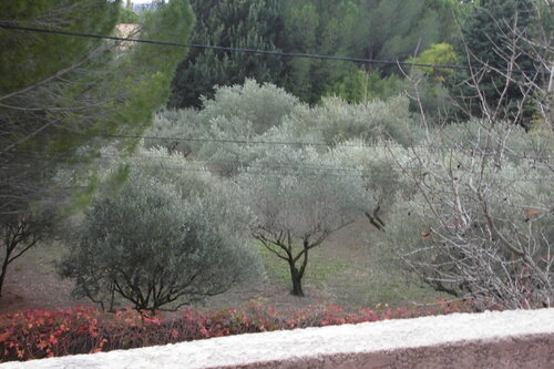 Quelques Vues sur les champs d'olivier