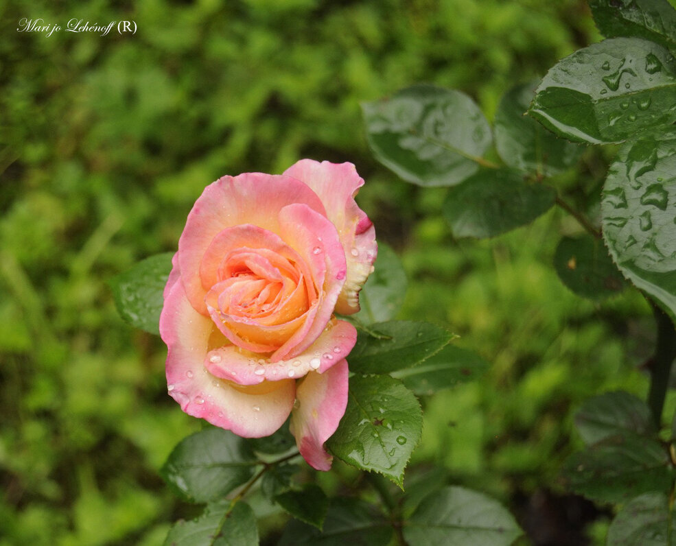 Pour vous souhaiter un bon dimanche