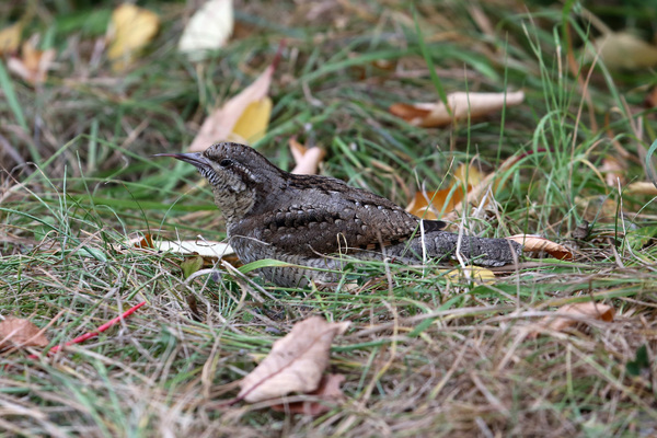 Un Torcol fourmilier au jardin des Grands Moulins