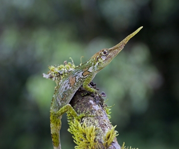 Anolis proboscis (3)