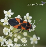 Tropidothorax leucopterus 