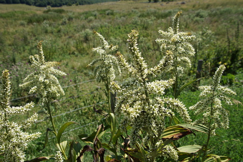 Echappée Belle dans le Cantal (2)