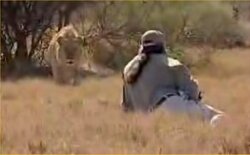 Video Un homme désarmé confronte un lion inteligeamment 