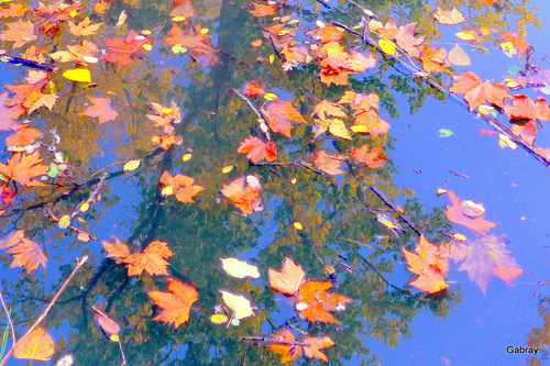 Canal du Midi : feuilles dans l’eau 