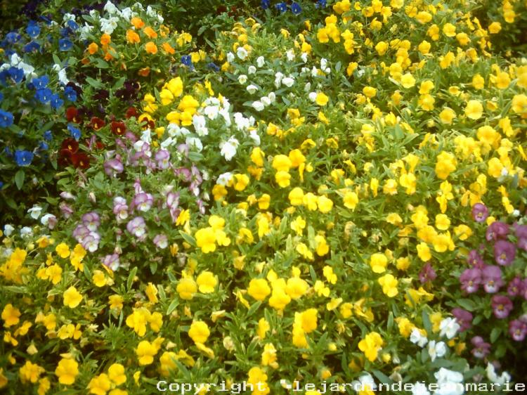 et oui nous voila bientôt au mois de Mai ;alors il faut faire les massifs d’été donc il faut arracher ces massifs d'hiver c'est bien dommage car c'est maintenant qu'ils sont la le plus beau