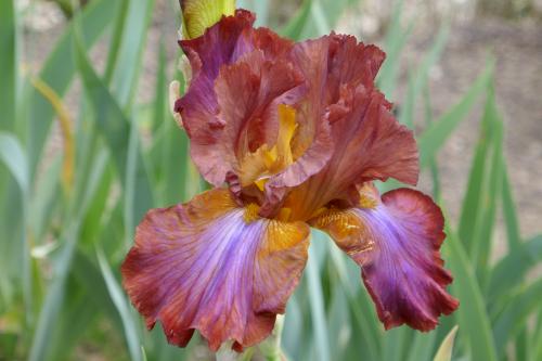 Le cartoscope du dimanche 27 août 2023