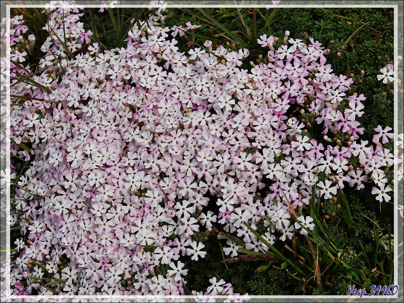 Fleurs blanches en coussin Verveine de Buenos Aires (Junellia minutifolia ou tridactylites) - Autour du Glaciarium - El Calafate - Argentine