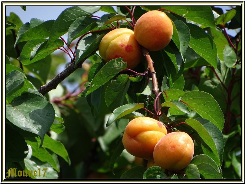 Les fruits du jardin en juin et en juillet