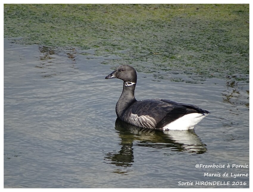 Marais de Lyarne - Sortie Association HIRONDELLE