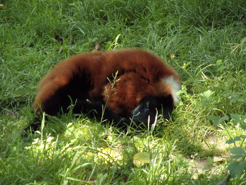 Bioparc de Doué la Fontaine (15).