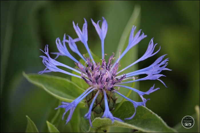 Le bleuet des montagnes