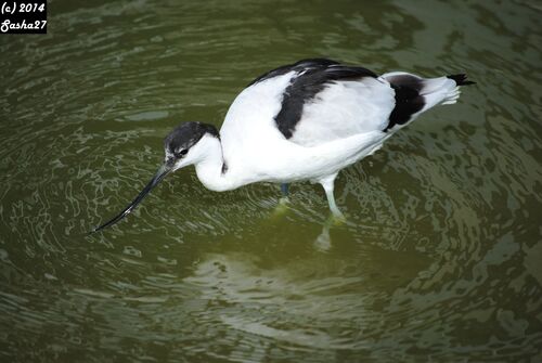 Avocettes élégantes