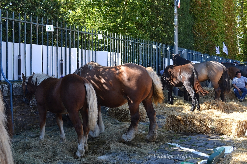Rambouillet : Fête de la Saint Lubin : Concours de chevaux de trait