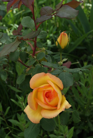 Rosier grimpant jaune bordé de rouge ' Parure d'or ' de Delbard