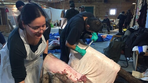  L'éveil culturel passe par le tannage de peau d'orignal à Waswanipi