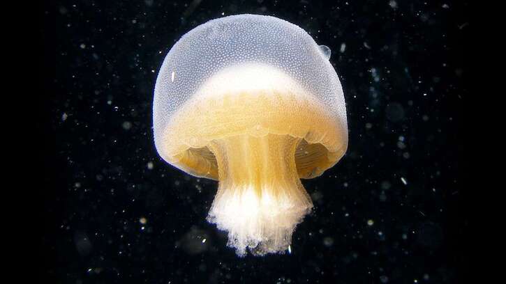 Invertébrés marins:  D'envoûtantes méduses en 20 photos