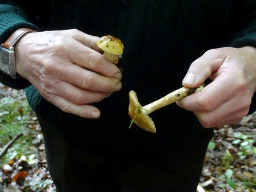 Une sortie de récolte et de détermination de champignons, avec la Société Mycologique