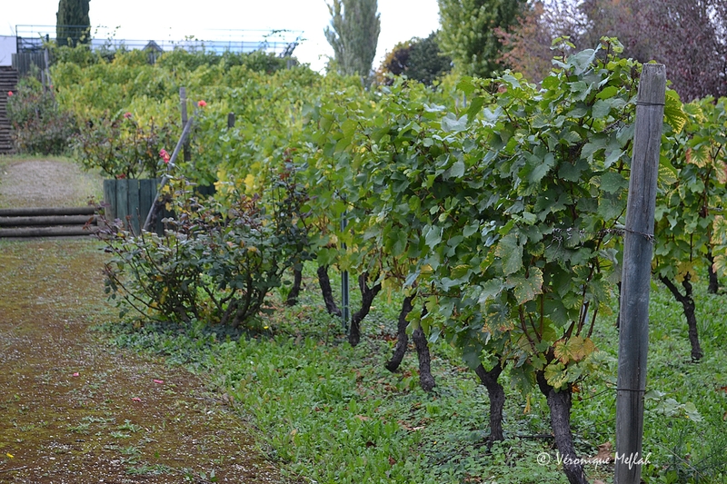 La Vigne de Suresnes