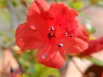Identification par les fleurs !