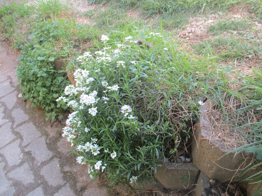 PHOTOS PRISES SUR NOTRE TERRASSE ET JARDIN EN AVRIL 2021