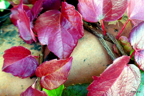 Automne : des feuilles rouges