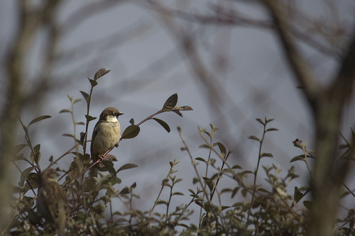  MOINEAU