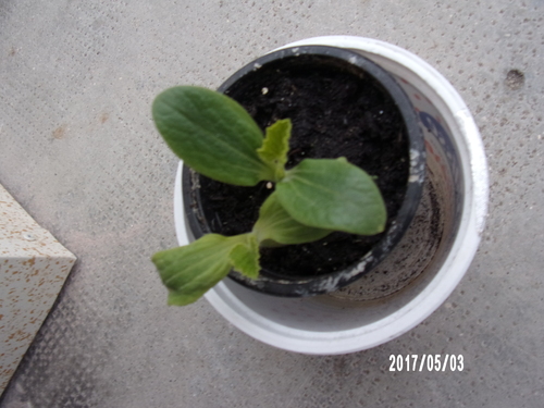 le plant courgette