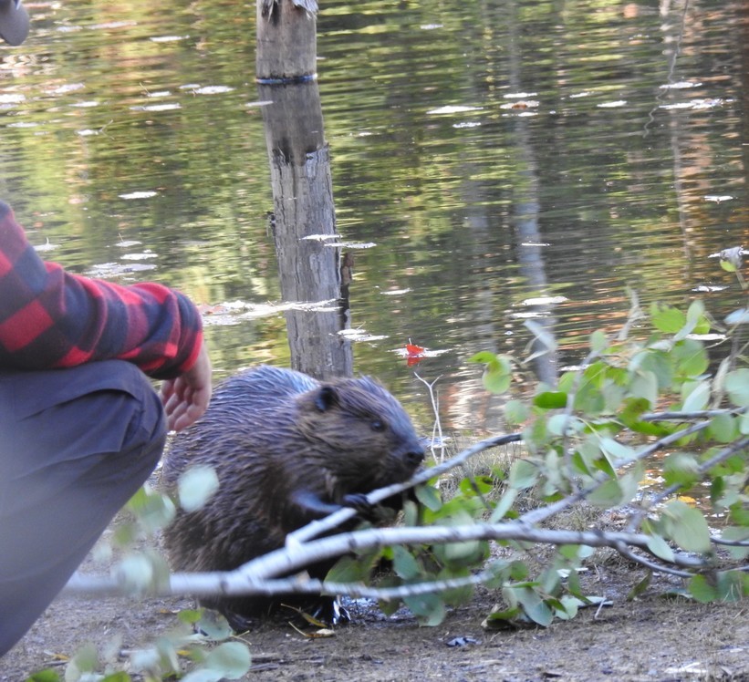 Observation des castors à la Pourvoirie du Lac Blanc, au Canada...