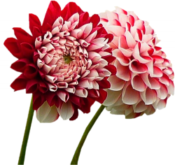 Tubes PNG de fleurs