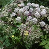 Angélique des bois ou Angélique sylvestre (Angelica sylvestris) à tiges mauves, Jaizkibel