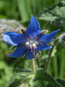 Bourrache, borago officinalis B