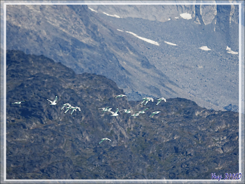 Vols de Mouettes tridactyles, Black-legged (Kittiwake Rissa tridactyla) -  Kangerlussuatsiaq Fjord (Evighedsfjorden) - Groenland