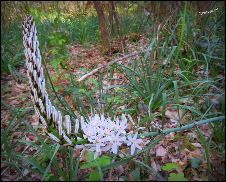 Asphodèle, Asphodelus Albus, poireau de chien, bâton royal, bâton blanc.