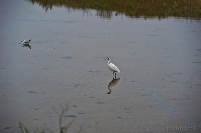 Aigrette garzette dans les eaux miroir du paludier à Guérande