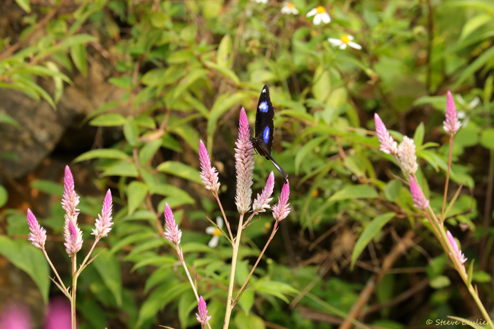Faune et flore dans les rizières de la réserve naturelle de Pu Luong