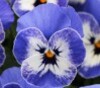viola-sorbet-delft-blue.jpg