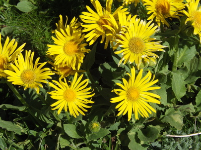 fleurs de montagne