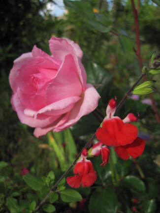 Rose ' Roseraie des Châtelets ' de Sauvageot ( Sauban )