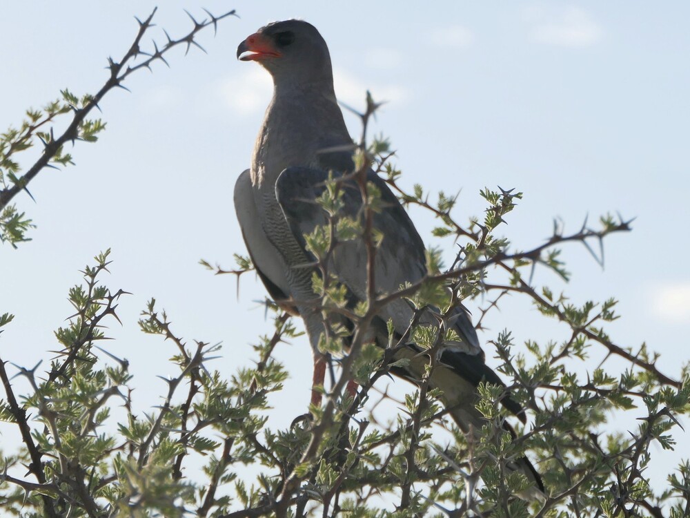 Parc national d'Etosha (2)