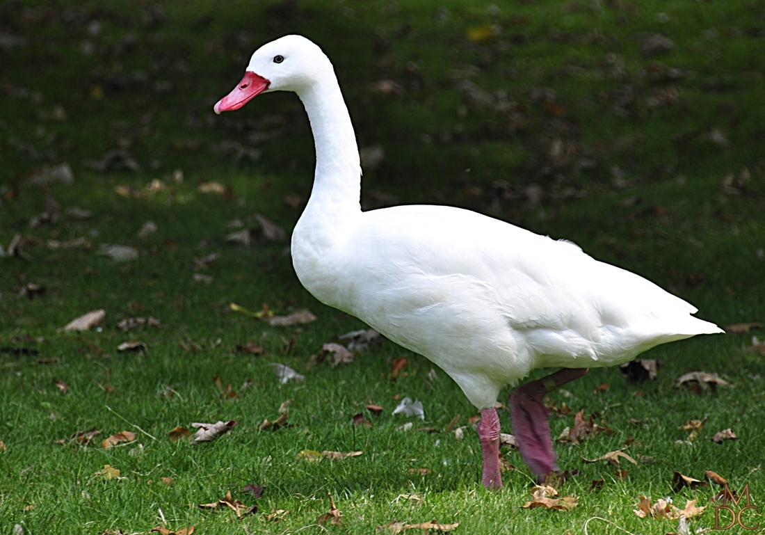 Cygne Coscoroba blanc