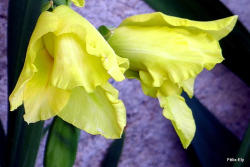 Belles fleurs jaunes 