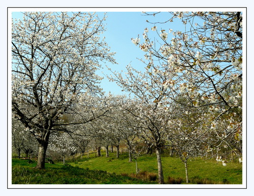 Cerisiers en fleurs