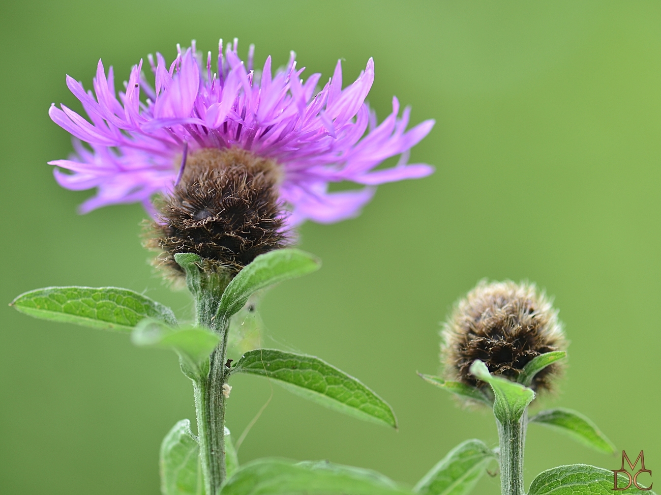 Centaurée des bois, Centaurea decipiens (nemoralis)