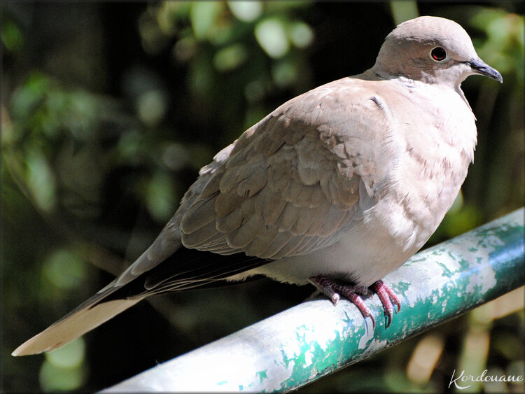 Photo d'une Tourterelle invitée au Zoo de la Palmyre