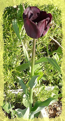 Bordure-tulipes--2-.jpg