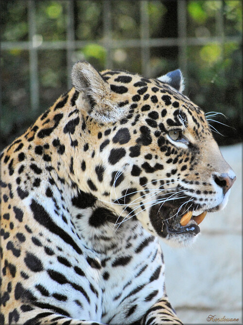 Photos de Jaguar (Zoo de la Palmyre)