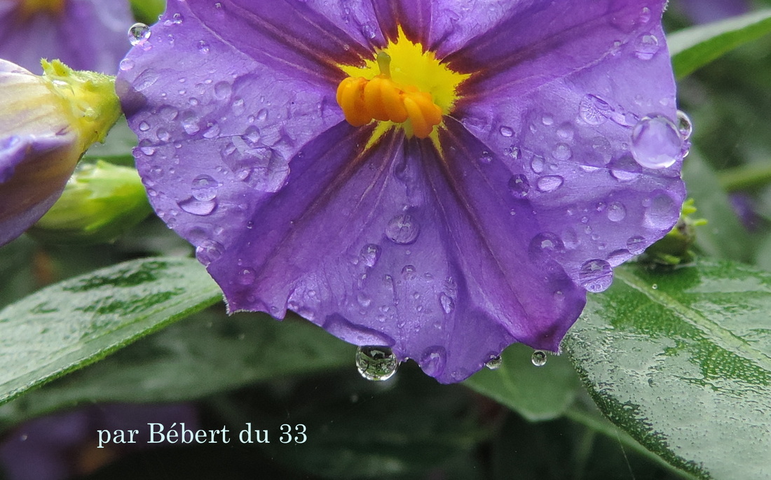 un bijou dans une goutte d'eau