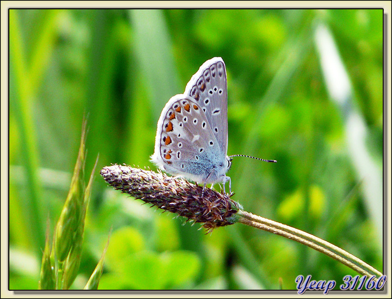  Papillon Argus bleu ou Azuré de la Bugrane (Polyommatus icarus) - Rouède - 31